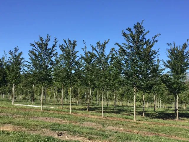 Mike Greco Landscaping Inc Picture 9