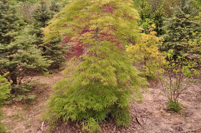 Mike Greco Landscaping Inc Picture 5