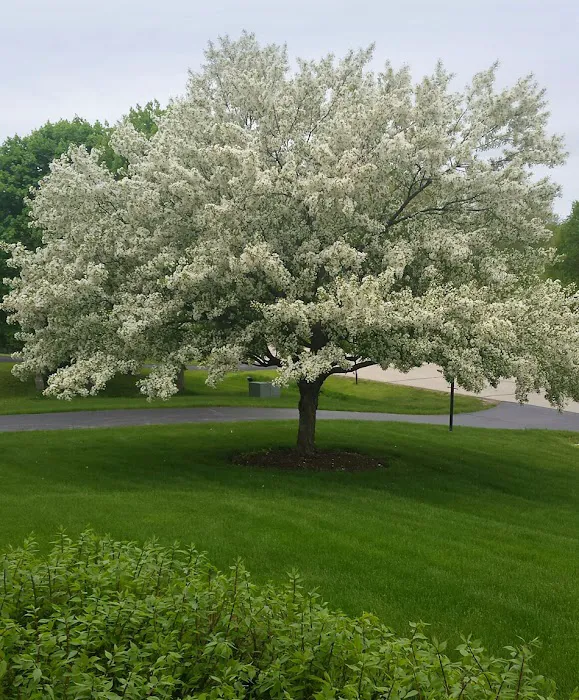 Victor Landscaping Inc Picture 2