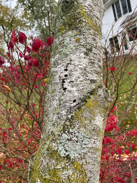 Prime Tree and Lawn Care Picture 6