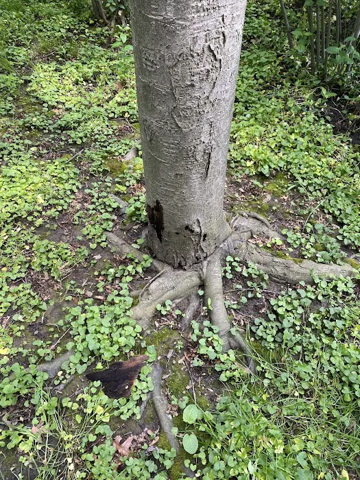 Prime Tree and Lawn Care Picture 10