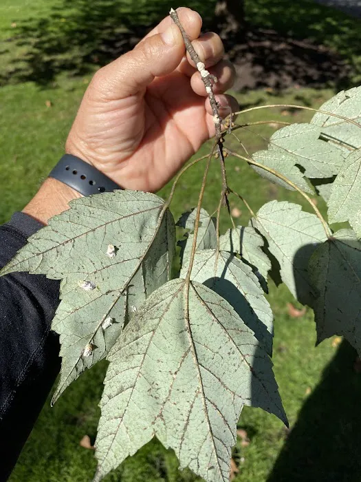 Prime Tree and Lawn Care Picture 7