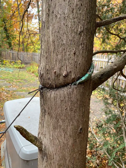 Prime Tree and Lawn Care Picture 3
