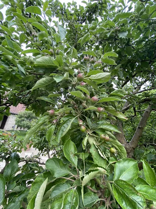 Prime Tree and Lawn Care Picture 1