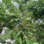 Prime Tree and Lawn Care