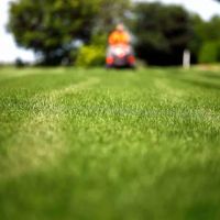 Desiderio Landscaping & Tree Removal ico