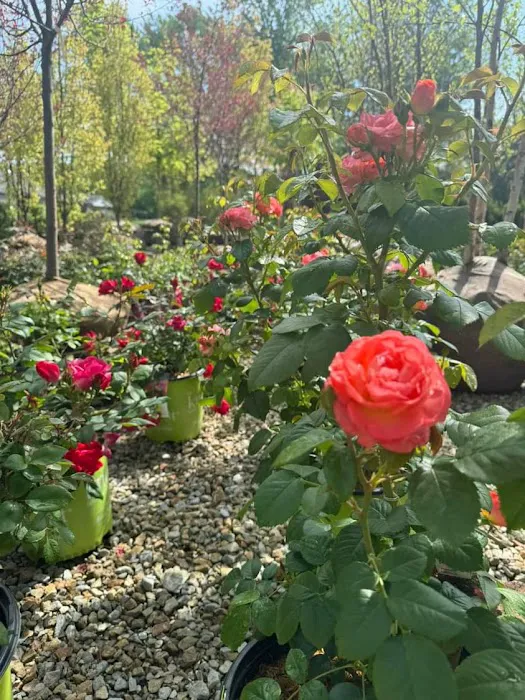 Forever Green Landscape Center Picture 9
