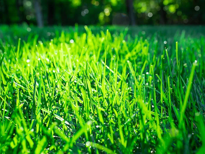 TruGreen Lawn Care Picture 2