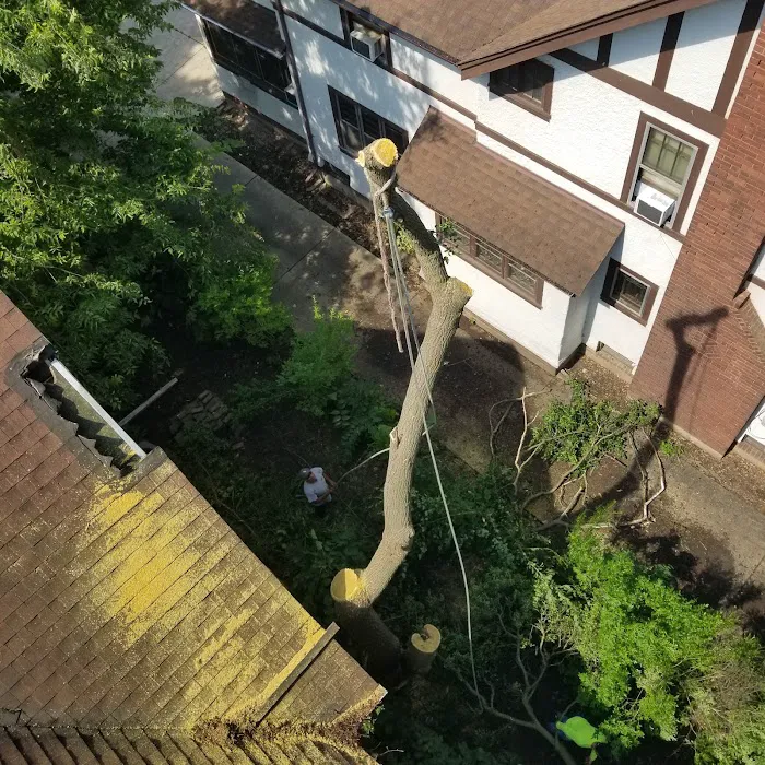 Pepe's Tree Service Inc Picture 7