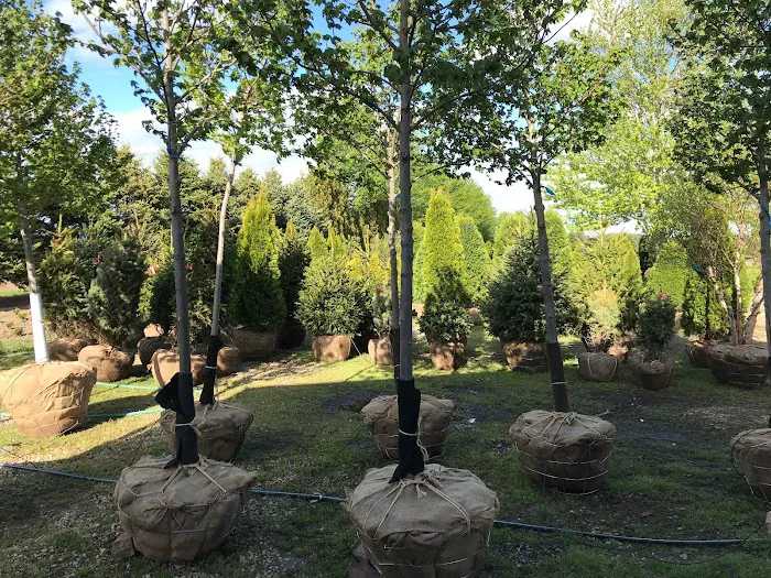 Clausen Landscape & Design Picture 9