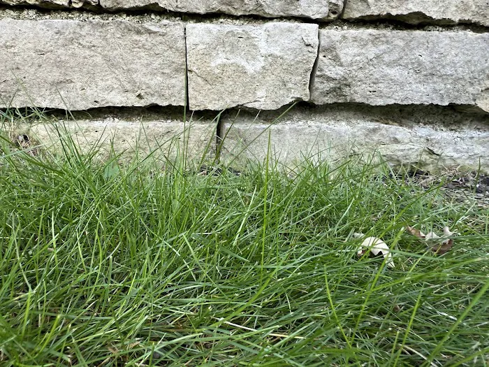 Greenscape Landscaping Picture 7