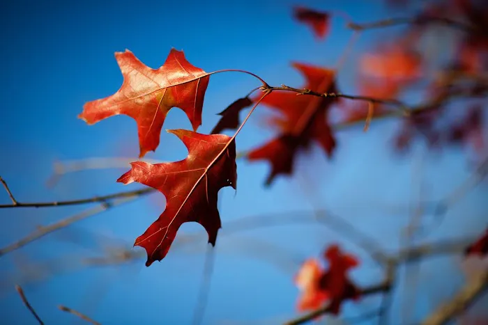 Tomasello's Landscaping Picture 8