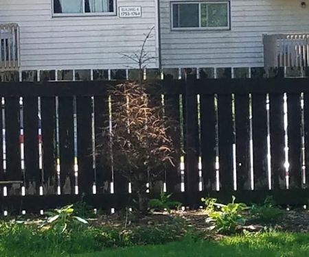 Brothers Landscaping Inc