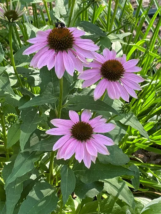 Small Boots Gardening Picture 2