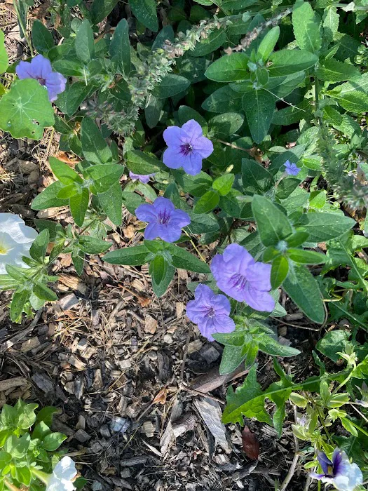 Small Boots Gardening Picture 1