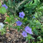 Small Boots Gardening