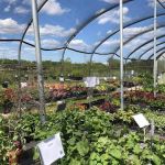 Craig Bergmann Landscape Design, Inc. Nursery