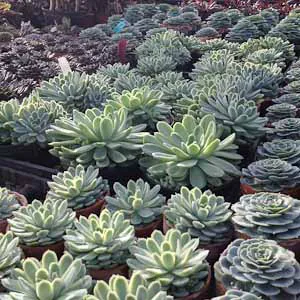 Craig Bergmann Landscape Design, Inc. Nursery Picture 4