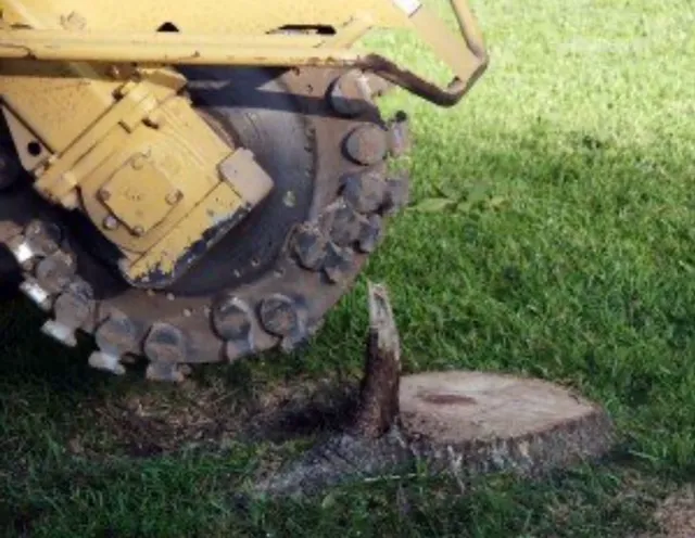 Clemons Tree Experts & Land Clearing Picture 2