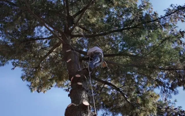 Clemons Tree Experts & Land Clearing Picture 4