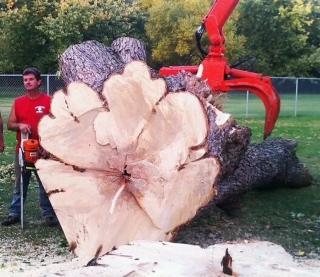 Clemons Tree Experts & Land Clearing Picture 3