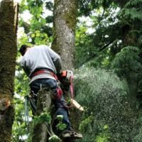 Clemons Tree Experts & Land Clearing ico