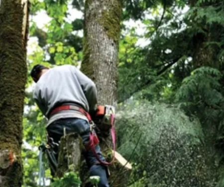Clemons Tree Experts & Land Clearing