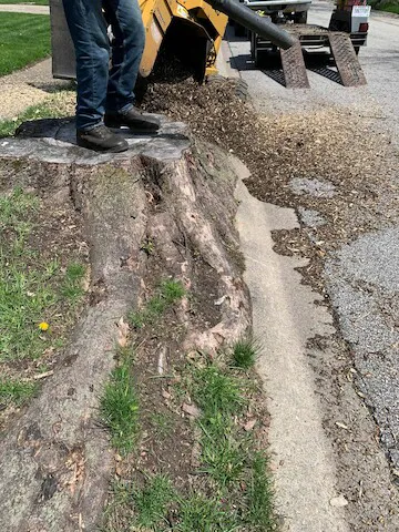 Quality Stump Grinding & Landscape Services, LLC Picture 2