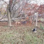 David's Lawn Care, Inc.