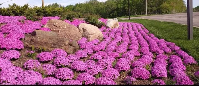 Tinajero Lawn Care & Maintenance Inc. Picture 7