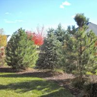 Tom's Creative Landscaping Inc ico