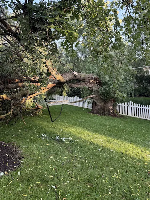Best Budget Tree Service Firewood & Mulch Picture 3