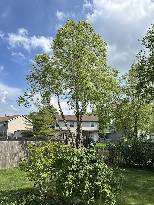 Best Budget Tree Service Firewood & Mulch Picture 6