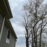 M&C Landscaping and Tree service .