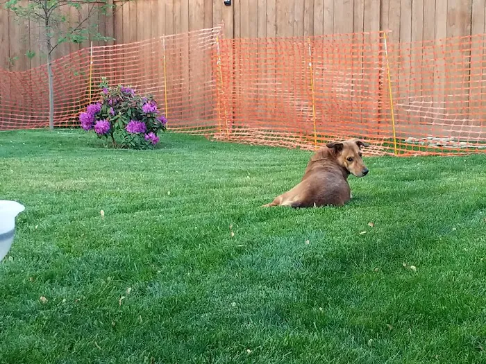 Savvy Lawn Care Service Picture 1