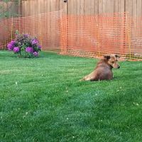 Savvy Lawn Care Service ico