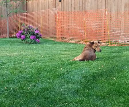 Savvy Lawn Care Service