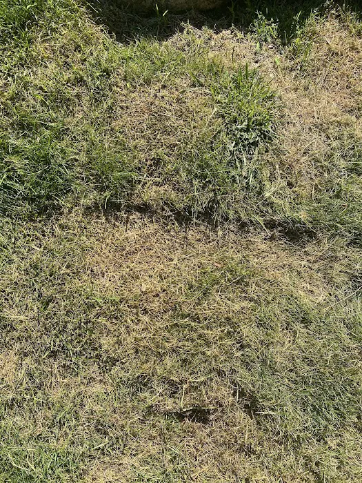 Grow N Mow Landscaping Picture 4