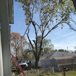 Quality Tree Care & Landscape