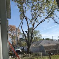 Quality Tree Care & Landscape ico
