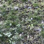 Lakeshore Landscaping Inc