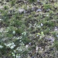 Lakeshore Landscaping Inc ico