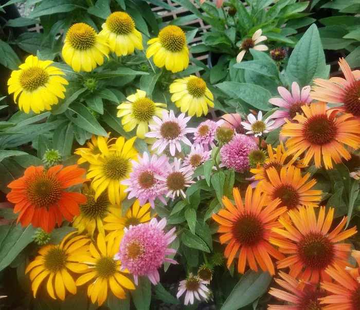 Four Seasons Landscaping Nursery Picture 3