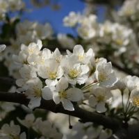 Four Seasons Landscaping Nursery ico