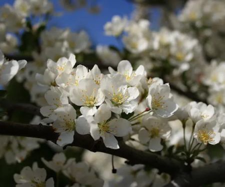 Four Seasons Landscaping Nursery