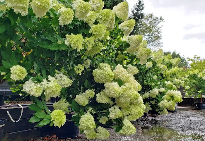 Four Seasons Landscaping Nursery Picture 6