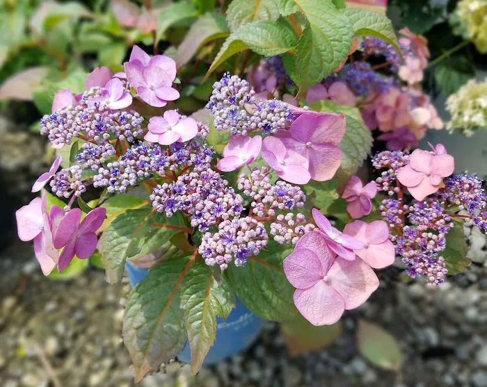 Four Seasons Landscaping Nursery Picture 4