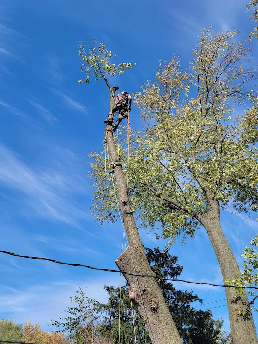Edmonds Tree Service Picture 8