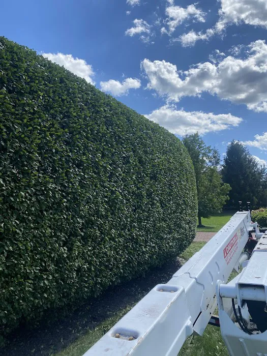 Edmonds Tree Service Picture 4