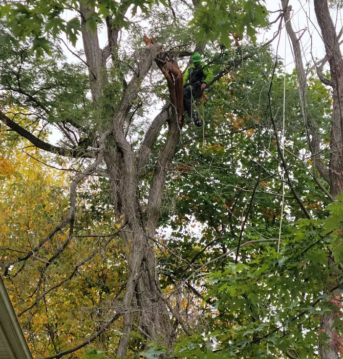 Edmonds Tree Service Picture 10